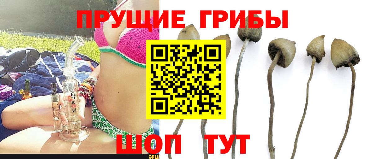 Псилоцибиновые грибы Cubensis  Вход с VPN  Лосино-Петровский 
